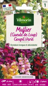 Muflier (Gueule de Loup) Goupil Varié